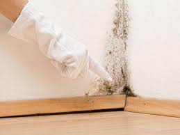 Best Attic Mold Removal  in Willard, MO